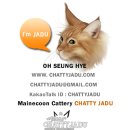 마카이오 | [캣쇼]2017.05.06 - 채티자두 캐터리 CFA CAT SHOW in 일산킨텍스