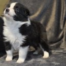 도그앤박스 이미지