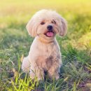 반려동물 펫시터 자격증 과정 이미지