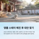 도기프렌즈 웰니스센터 | 댕플 스테이 매진 후 대안 찾는 현실 공략법