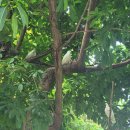 호프나라 이미지