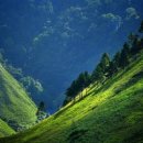 자연의 향기 이미지