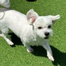 해피 애견 놀이방 이미지