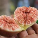 호남선 농장 이미지