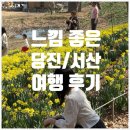 신리 | 2일로 수선화 축제(유기방가옥), 합덕성당, 삽교호, 신리성지 재밌게 즐긴 후기 (수선화, 벚꽃 개화 현황)