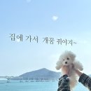 부산애견 | 부산 애견카페 추천 도그민 솔직후기 (실내 애견카페)