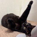 24시배곧스마트동물의료센터 | 대구24시동물병원 고양이전문수의사 상주 바른동물의료센터 고양이 건강검진 후기