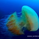 매물도리조트 이미지