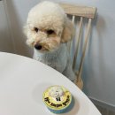 놀면멍하냥 | [강아지간식] 맛있다! 예쁘다!! 강아지수제간식 “놀면멍하냥” 레터링 미니케이크 후기 υ•ﻌ•υ