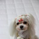 펫파맘