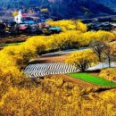 ■ 의성 산수유 축제- 의성 산수유마을(손예진 농협CF 촬영지)" 이미지