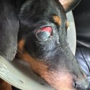 윤성진 안과/외과 동물병원 | [동물병원 이용후기] 윤성진 안과&amp;외과 동물병원