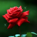 장미농원 이미지