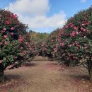 살찐김밥 이미지