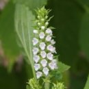 들깨 이야기 이미지