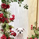 그루밍공방 이미지