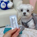 심약국 | 강아지 심장사상충약 고민된다면? 증상부터 심피드독 후기까지