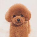 꽃처럼미용