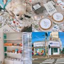 멍냥간식 이미지