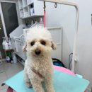 도그살롱 이미지