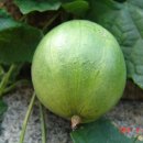 하늘에서 신이 내려준 열매 하늘타리 이미지