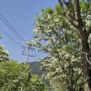 우체국 이팝나무 이미지