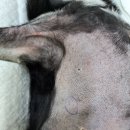 Dr.오즈동물병원 이미지