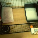 피스켄넬 이미지