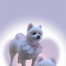 고려 애견 미용실 이미지