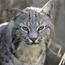 [벵갈고양이/뱅갈고양이] 야생 고양이과 동물... 밥캣 (Bob Cat) 이미지