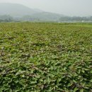 학생농장 이미지