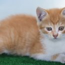 광주24시스카이동물메디컬센터 이미지