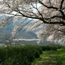 화동 화개장터 벚꽃축제 ~ 쌍계사 벚꽃길 산책 이미지