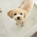 조이펫살롱 이미지