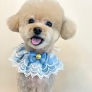 도그허니 이미지