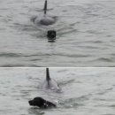 범고래PC 이미지