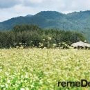 메밀꽃 필 무렵 이미지