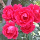 뜰에가득flower