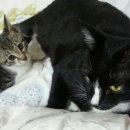 우장산동물의료센터 이미지