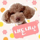 조제케키 이미지