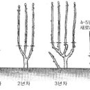 두릅나무 꼴다듬기 이미지