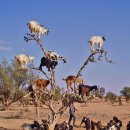 염소왕국 이미지