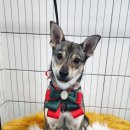 뽀송하개 재워줄개 이미지