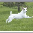 닥터훈트 이미지