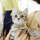 냥이네네일#