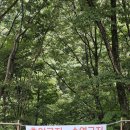 월출산부분정비 | 지리산 달궁 1야영장 명당 추천｜시설 정비 이후 2025 재개장 캠핑 후기