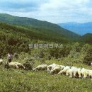 대흥임업 - 1262 | 대흥임업