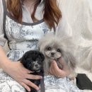 크림푸들 가족이야기 | 부산토이푸들분양 부산파티푸들분양 전문견사를 통한 동행