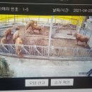 천안한우축산