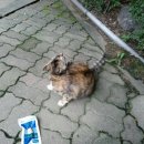 미스고 PC 이미지